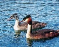 Krajinski park Rački ribniki - Požeg 1